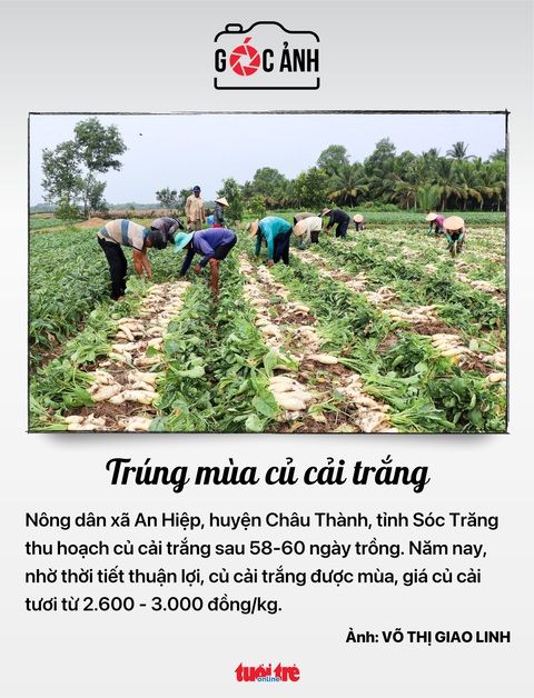 Trúng mùa củ cải trắng - Ảnh: VÕ THỊ GIAO LINH Trúng mùa củ cải trắng - Ảnh: VÕ THỊ GIAO LINH