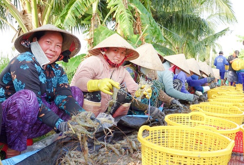 Tết này có món tôm càng xanh một nắng- Ảnh 2. Nông dân ở xã Vĩnh Tuy (huyện Gò Quao, Kiên Giang) nhộn nhịp thu hoạch tôm càng xanh - Ảnh: CHÍ CÔNG