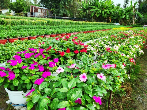 Sẽ có Chợ Tết 0 đồng dành cho công nhân- Ảnh 2. Nông dân làng hoa An Thạnh đầu tư nhiều loại hoa mới, mong chờ mùa Tết sung túc - Ảnh: BẢO DINH
