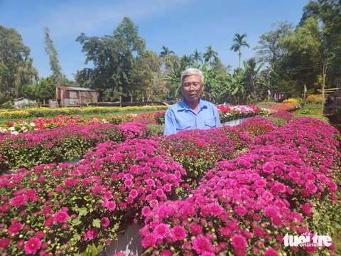 Nhà vườn hoa Tết miền Tây: Sa Đéc trúng mùa, An Giang ngóng lái- Ảnh 1. Ông Nguyễn Ngọc Dô, ngụ xã Hòa An, huyện Chợ Mới, An Giang, đã thử nghiệm trồng 100 chậu cúc mâm xôi màu tím để cung ứng ra thị trường Tết - Ảnh: BỬU ĐẤU
