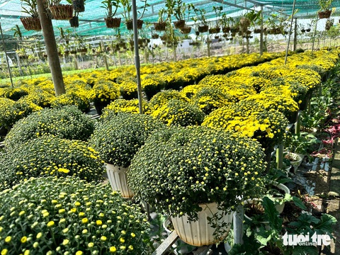 Nhà vườn hoa Tết miền Tây: Sa Đéc trúng mùa, An Giang ngóng lái- Ảnh 3. Cúc mâm xôi truyền thống năm nay giá tăng - Ảnh: ĐẶNG TUYẾT