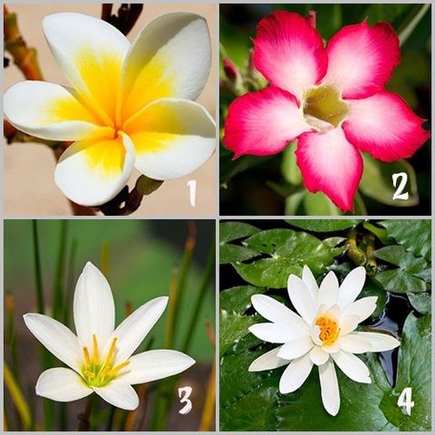Quiz: Loài hoa bộc lộ tính cách thực sự của bạn- Ảnh 1. Quiz: Loài hoa bộc lộ tính cách thực sự của bạn- Ảnh 1.
