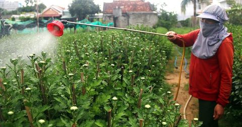 Nhà vườn ngóng thương lái- Ảnh 2. Người dân ở xã Bình Kiến (TP Tuy Hòa, tỉnh Phú Yên) phun thuốc, ngừa sâu bệnh cho cúc đại đóa chuẩn bị bán Tết - Ảnh: NGUYỄN HOÀNG