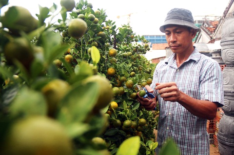 Nhà vườn ngóng thương lái- Ảnh 1. Nhà vườn trồng quất Tết ở phường 9 (TP Tuy Hòa, tỉnh Phú Yên) - Ảnh: NGUYỄN HOÀNG