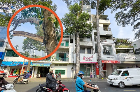 Đơn vị quản lý lên tiếng về vụ nhánh cây gãy làm chết người ở quận 5- Ảnh 1. Nhánh cây ở đường Nguyễn Trãi (quận 5, TP.HCM) bị gãy có đường kính khoảng 10cm, dài khoảng 3,5m và ở vị trí cách mặt đất gần 30m - Ảnh: CHÂU TUẤN