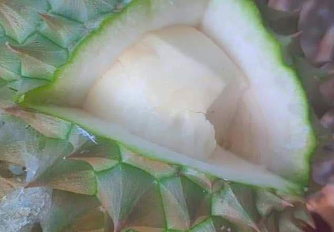 Nhà vườn buộc thương lái cắt sầu riêng non, thương lái gửi đơn thưa ra xã- Ảnh 1. Sau khi kiểm tra vườn sầu riêng đã đặt cọc trước đó, ông Tuy phát hiện sầu riêng còn non nên xin neo thêm vài ngày nhưng chủ vườn không cho - Ảnh: MẬU TRƯỜNG
