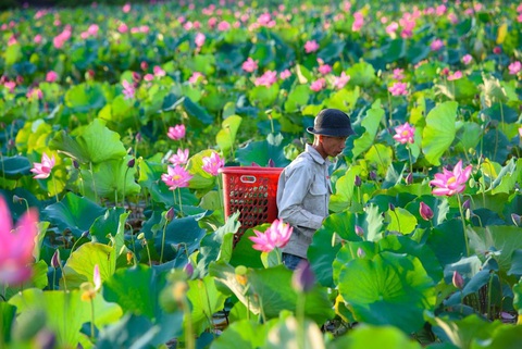 Huyện Duy Xuyên: Phát triển kinh tế đi đôi đảm bảo an sinh xã hội- Ảnh 3. Diện tích đất trồng lúa ở các cánh đồng thiếu hiệu quả đã được huyên cơ cầu trồng sen cho hiệu quả kinh tế cao