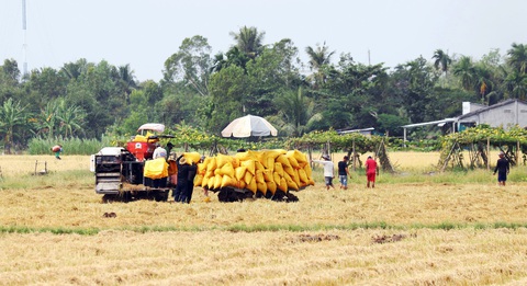 Nông dân ở tỉnh Sóc Trăng thu hoạch lúa đông xuân - Ảnh: CHÍ QUỐC Nông dân ở tỉnh Sóc Trăng thu hoạch lúa đông xuân - Ảnh: CHÍ QUỐC