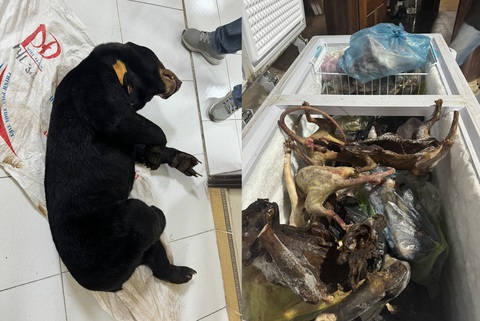 Khởi tố 3 người tàng trữ, buôn bán gấu chó mua từ Lào sang- Ảnh 2. Tang vật vụ án được cơ quan công an thu giữ - Ảnh: CACC