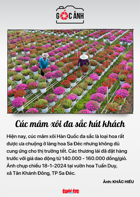 Cúc mâm xôi đa sắc hút khách - Ảnh: KHẮC HIẾU Cúc mâm xôi đa sắc hút khách - Ảnh: KHẮC HIẾU
