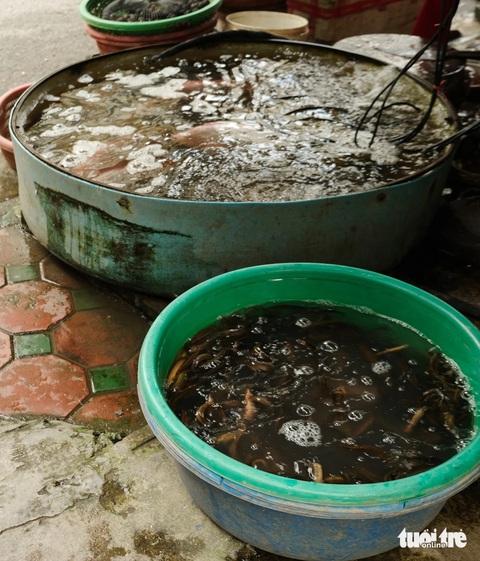 Tháng chạp đi chợ người giàu, người nghèo Hà Nội: Ngày xưa dễ mua, dễ bán hơn giờ- Ảnh 9. Cá, lươn, ếch... gì cũng có - Ảnh: ĐẬU DUNG