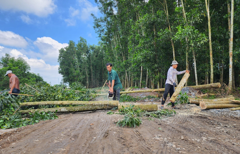 Nhà thầu cao tốc Biên Hòa - Vũng Tàu huy động đủ thiết bị, nhân lực nhưng vướng rừng cao su- Ảnh 1. Cưa cây lấy mặt bằng làm cao tốc Biên Hòa - Vũng Tàu tại xã Long An, huyện Long Thành sáng 11-10-2023 - Ảnh: HÀ MI