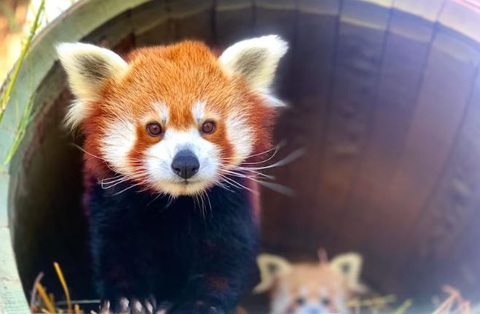 Gấu trúc đỏ 'siêu khó sinh' đẻ con trong vườn thú- Ảnh 3. Gấu trúc đỏ có thể sống 23 năm - Ảnh: Rebecca Surian
