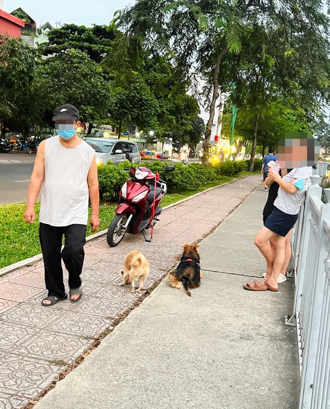 Thể dục nơi công cộng, tôi sợ chó cắn- Ảnh 1. Những chú chó không dây dẫn, không rọ mõm ở khu vực bờ kè kênh Nhiêu Lộc (quận 3, TP.HCM) - Ảnh: B. VÂN