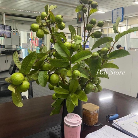Ảnh vui 21-1: Chú chó chui vào 'đầu khủng long' tạo dáng- Ảnh 6. Thứ tôi nhìn là hũ muối.