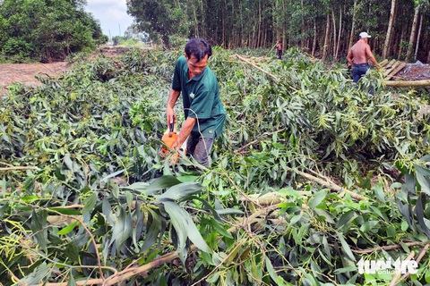 Cao tốc Biên Hòa - Vũng Tàu: Nhà thầu nói vướng cây cao su, ban bồi thường lên tiếng- Ảnh 1. Thanh lý cây tràm ở khu vực xã Long An, huyện Long Thành để lấy đất làm cao tốc Biên Hoa - Vũng Tàu - Ảnh: H.M.