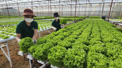 Giá rau củ giảm vẫn bán chậm khiến nhà vườn Đà Lạt lo lắng cho dịp Tết- Ảnh 1. Nguồn cung rau củ tại Đà Lạt khá dồi dào, sẵn sàng cung cấp cho mùa tiêu thụ Tết tại TP.HCM và các địa phương khác với giá mềm hơn mọi năm - Ảnh: N.TRÍ