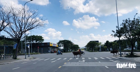 Những 'cánh đồng' cỏ nuôi trâu, bò trong khu đô thị- Ảnh 4. Bò đi lại trên đoạn đường Nguyễn Tất Thành (phường Hòa Hiệp Nam, quận Liên Chiểu, Đà Nẵng) - Ảnh: ĐOÀN CƯỜNG