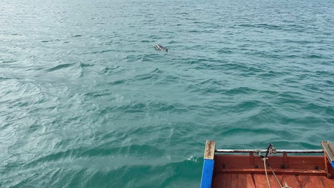 Đàn cá heo khoảng 30 con xuất hiện tại vùng biển Cô Tô- Ảnh 1. Cá heo nổi lên ngay trước mũi thuyền câu mực của người dân tại vùng biển Cô Tô, tỉnh Quảng Ninh - Ảnh: TUẤN ANH