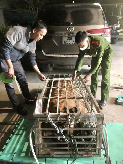 Chở thuê con hổ 200kg trên xe 7 chỗ với giá 3 triệu đồng- Ảnh 2. Tài xế chở thuê con hổ với giá 3 triệu đồng - Ảnh: Công an Quảng Trị