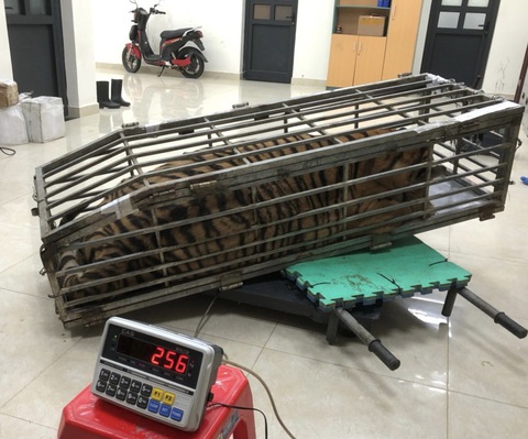 Chở thuê con hổ 200kg trên xe 7 chỗ với giá 3 triệu đồng- Ảnh 1. Con hổ được Công an huyện Đakrông phát hiện, thu giữ - Ảnh: Công an Quảng Trị
