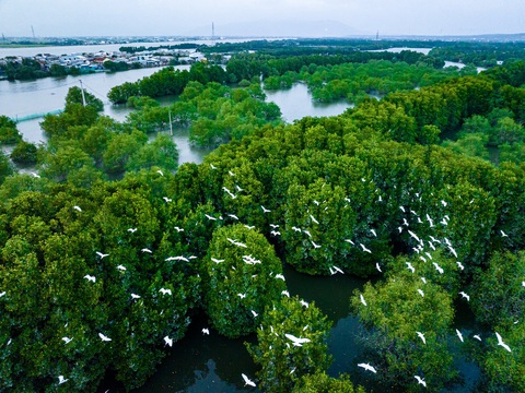 Đầm Thị Nại: Trái tim độc đáo của Bình Định- Ảnh 6. Đầm Thị Nại là nơi sinh sống của rất nhiều chim, cò - Ảnh: DŨNG NHÂN