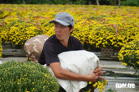 Người trồng hoa như ngồi trên đống lửa vì mới bán được 30%- Ảnh 1. Năm nay, người trồng hoa nở tại làng hoa Cái Mơn, huyện Chợ Lách, tỉnh Bến Tre cho biết tiêu thụ chậm
