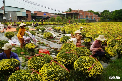 Người trồng hoa như ngồi trên đống lửa vì mới bán được 30%- Ảnh 2. Một số loài hoa nở tại huyện Chợ Lách, tỉnh Bến Tre đã được thương lái từ miền Bắc vào mua