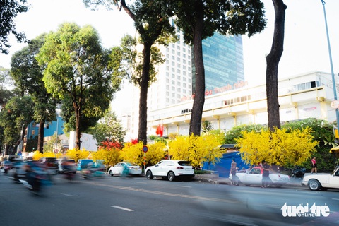 Phố ông đồ, mai vàng rực rỡ Lễ Hội Tết Việt Giáp Thìn 2024- Ảnh 1. Hàng mai vàng sặc sỡ tô vẽ không khí tết trên tuyến đường Phạm Ngọc Thạch, TP.HCM - Ảnh: THANH HIỆP