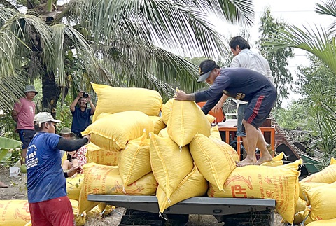 Nông sản được mùa, nông dân ăn Tết lớn- Ảnh 6. Nông dân huyện Phước Long (Bạc Liêu) vui mừng thu hoạch lúa đông xuân dịp Tết Giáp Thìn trúng giá, có loại lúa trên 10.000 đồng/kg - Ảnh: CHÍ QUỐC