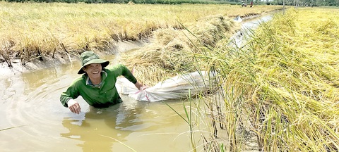 Nông sản được mùa, nông dân ăn Tết lớn- Ảnh 2. Nông dân phấn khởi khi giá lúa ST tăng liên tục tại vùng nguyên liệu lúa - tôm, huyện An Minh, Kiên Giang - Ảnh: BỬU ĐẤU
