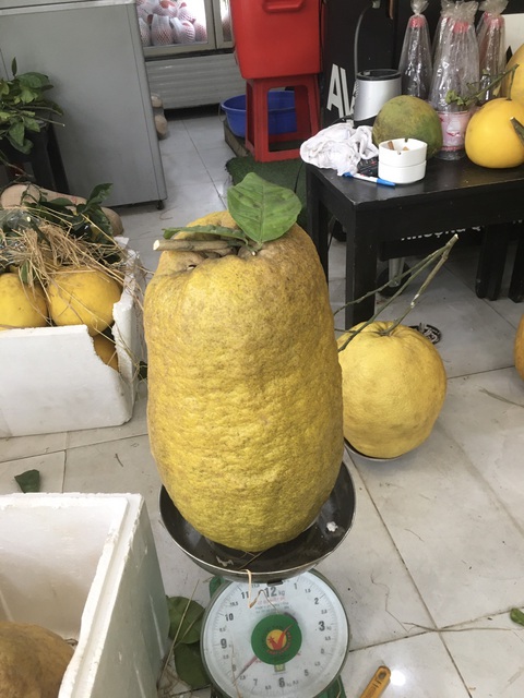 Trái cây khổng lồ đổ bộ thị trường Tết Nguyên đán- Ảnh 1. Một trái bưởi kỳ đà "khủng" có thể lên tới 10kg, trái lớn phải "chống nạng" cho cây tránh gãy cành. Trong ảnh: một trái bưởi nặng gần 8kg - Ảnh: Vũ Tín