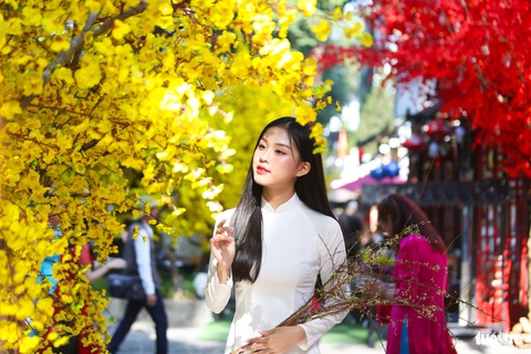Nghệ sĩ diện áo dài du xuân sớm cùng Lễ hội Tết Việt Giáp Thìn- Ảnh 3. Hà My hóa nàng thơ xuân với áo dài trắng, cành hoa tuyết mai dạo bước trong không gian rực rỡ mai vàng trước Nhà văn hóa Thanh niên - Ảnh: PHƯƠNG QUYÊN