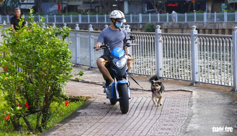 Chó thả rông 'tung hoành' công viên, ngoài đường ở TP.HCM- Ảnh 3. Một người dân vừa chạy xe điện vừa dắt chó tại lối đi bộ, chạy bộ - Ảnh: TIẾN QUỐC