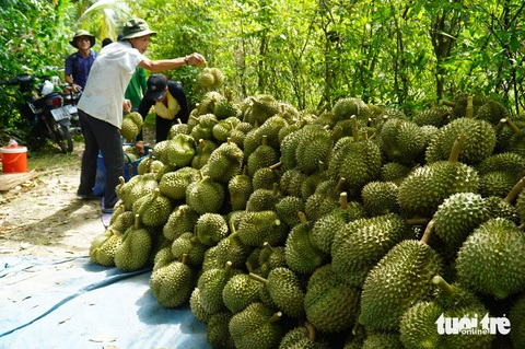 Gần Tết giá sầu riêng tăng vọt, gần 1 triệu đồng/trái- Ảnh 1. Giá sầu riêng tại các tỉnh miền Tây đang tăng mạnh vào dịp cuối năm. Hiện các vựa thu mua mức giá 184.000 đồng/kg