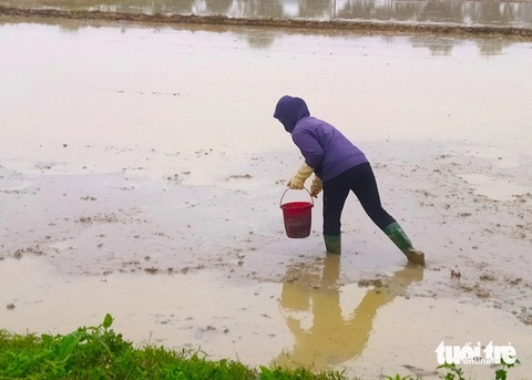 Giữa giá rét, nông dân Hà Tĩnh vẫn ra đồng cho kịp thời vụ- Ảnh 5. Một người phụ nữ tranh thủ nhặt cua đồng để bổ sung bữa ăn cho gia đình - Ảnh: LÊ MINH