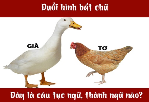 Câu tục ngữ, thành ngữ 'khó nhằn' này là gì? (P40)- Ảnh 1. Câu tục ngữ, thành ngữ 'khó nhằn' này là gì? (P40)- Ảnh 1.