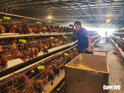 Tiền Giang có khoảng 56.700 tấn thịt gia cầm cung cấp cho thị trường Tết- Ảnh 1. Công ty Chăn nuôi gia cầm Năm Hưởng đang có đàn gà đẻ nửa triệu con - Ảnh: HOÀI THƯƠNG