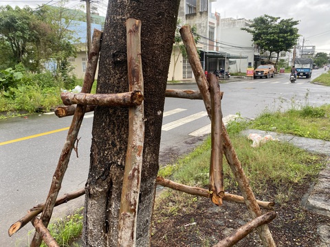 Dân nói cây xanh được chống đỡ cho có, khó chống gãy đổ, nhà thầu nói gì?- Ảnh 2. Rọ gỗ dựng lên chưa đỡ được cây, nhưng đã tự rơi rụng y như trò chơi đồ hàng của trẻ con - Ảnh: B.D.