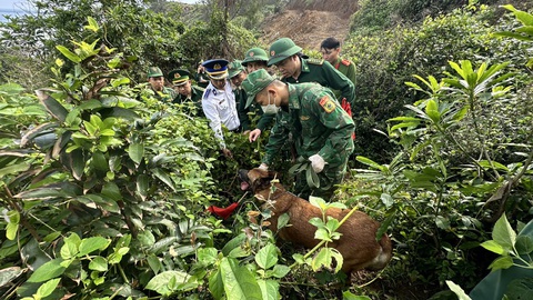 Chó nghiệp vụ quần thảo, phát hiện thêm 1 gói ma túy ở bờ biển Quảng Ngãi- Ảnh 1. Chó nghiệp vụ quần thảo khu vực biển Quảng Ngãi, nơi liên tục phát hiện ma túy dạt vào bờ - Ảnh: T.M.