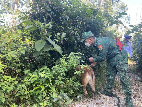 Chó nghiệp vụ quần thảo, phát hiện thêm 1 gói ma túy ở bờ biển Quảng Ngãi- Ảnh 4. Các khu vực lùm cây, hốc đá trên núi đang được chó nghiệp vụ tìm kiếm - Ảnh: T.M.
