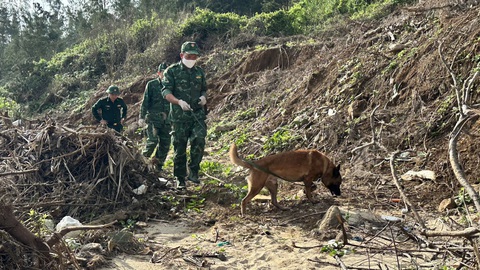 Chó nghiệp vụ quần thảo, phát hiện thêm 1 gói ma túy ở bờ biển Quảng Ngãi- Ảnh 3. Ngoài khu vực bờ biển, chó nghiệp vụ còn đến những khu vực đất cao hơn tìm kiếm - Ảnh: T.M.