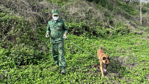 Chó nghiệp vụ quần thảo, phát hiện thêm 1 gói ma túy ở bờ biển Quảng Ngãi- Ảnh 2. Chó nghiệp vụ đang quần thảo, tìm kiếm ma túy - Ảnh: T.M.