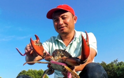Cua Cà Mau được thả giống và tự phát triển, tự tìm thức ăn trong môi trường tự nhiên nên nổi tiếng chắc thịt, ngon ngọt - Ảnh: THANH HUYỀN Cua Cà Mau được thả giống và tự phát triển, tự tìm thức ăn trong môi trường tự nhiên nên nổi tiếng chắc thịt, ngon ngọt - Ảnh: THANH HUYỀN