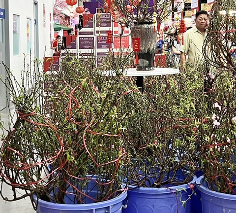 Giá hoa đào được siêu thị bán từ 180.000 - 350.000 đồng/cành tùy kích thước - Ảnh: N.TRÍ Giá hoa đào được siêu thị bán từ 180.000 - 350.000 đồng/cành tùy kích thước - Ảnh: N.TRÍ