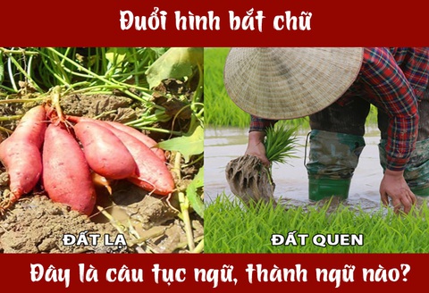 Câu tục ngữ, thành ngữ 'khó nhằn' này là gì? (P43)- Ảnh 3. Câu tục ngữ, thành ngữ 'khó nhằn' này là gì? (P43)- Ảnh 3.