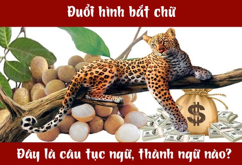 Câu tục ngữ, thành ngữ 'khó nhằn' này là gì? (P42)- Ảnh 1. Câu tục ngữ, thành ngữ 'khó nhằn' này là gì? (P42)- Ảnh 1.
