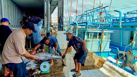 Ngư dân Phú Yên, Khánh Hòa trúng đậm cá ngừ đại dương- Ảnh 3. Các tàu câu cá ngừ đều có lãi sau chuyến biển dài ngày - Ảnh: MINH CHIẾN