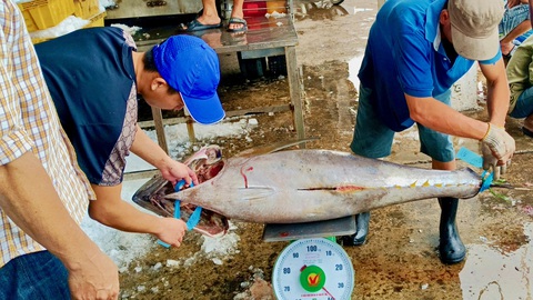 Ngư dân Phú Yên, Khánh Hòa trúng đậm cá ngừ đại dương- Ảnh 2. Sản lượng cá ngừ đại dương khai thác được của hai tỉnh Khánh Hòa, Phú Yên khá cao - Ảnh: MINH CHIẾN