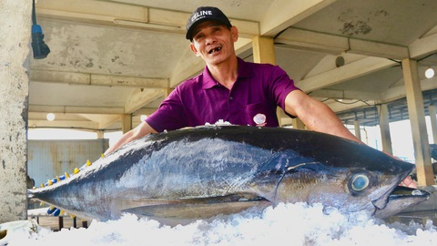 Ngư dân Phú Yên, Khánh Hòa trúng đậm cá ngừ đại dương- Ảnh 1. Cá ngừ đại dương vừa được ngư dân đưa lên cảng cá Đông Tác vào ngày 26-1 - Ảnh: NGUYỄN HOÀNG